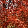 Acer rubrum 'Red Sunset', habit