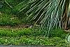 Nolina nelsonii, habit