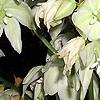 Yucca filamentosa, flowers