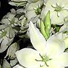 Yucca filamentosa, flowers