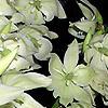 Yucca filamentosa, flowers