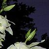 Yucca filamentosa, flowers