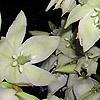 Yucca filamentosa, flowers