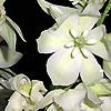 Yucca filamentosa, flowers