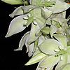 Yucca filamentosa, flowers