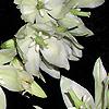 Yucca filamentosa, flowers