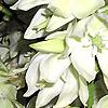 Yucca filamentosa, flowers