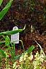 Yucca filamentosa 'Bright Edge', habit