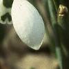 Galanthus nivalis, flowers