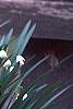 Leucojum aestivum, habit