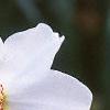 Narcissus poeticus 'Actaea', flowers