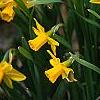 Narcissus 'Tete a tete', habit