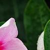 Catharanthus roseus 'Sunstorm Blush', flowers