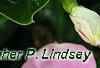 Catharanthus roseus 'Sunstorm Blush', flowers