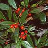 Ilex x attenuata 'Foster's #2', fruit