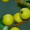 Ilex x attenuata 'Longwood Gold', fruit