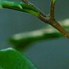 Ilex x attenuata 'Longwood Gold', fruit