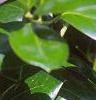 Ilex cornuta 'Burfordii', leaves