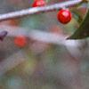 Ilex decidua, fruit