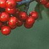 Ilex decidua 'Council Fire', fruit