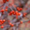 Ilex decidua 'Sundance', fruit