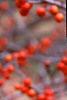 Ilex decidua 'Sundance', fruit