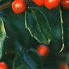 Ilex x meserveae 'Blue Girl', fruit