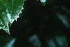 Ilex x 'Mary Nell', leaves
