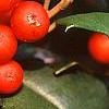 Ilex opaca 'Cheerful', fruit