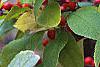 Ilex 'Sparkleberry', fruit