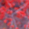 Ilex verticillata 'Bonfire', fruit