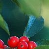 Ilex verticillata 'Tasquam', fruit