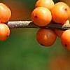 Ilex verticillata 'Winter Gold', fruit
