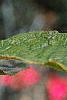 Ilex verticillata 'Winter Red', fruit