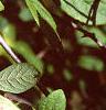 Acanthopanax divaricatus, leaves