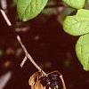 Acanthopanax divaricatus, leaves