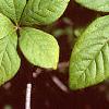 Acanthopanax divaricatus, leaves