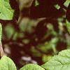 Acanthopanax divaricatus, leaves