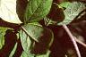 Acanthopanax divaricatus, leaves