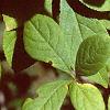Acanthopanax divaricatus, leaves