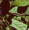 Acanthopanax divaricatus, leaves