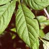 Acanthopanax divaricatus, leaves