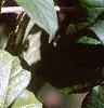 Acanthopanax henryi, leaves
