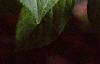 Acanthopanax henryi, leaves
