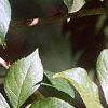 Acanthopanax henryi, leaves