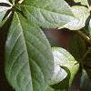 Acanthopanax henryi, leaves