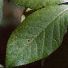 Acanthopanax henryi, leaves