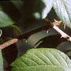 Acanthopanax henryi, leaves