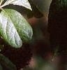 Acanthopanax henryi, leaves