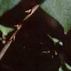 Acanthopanax henryi, leaves